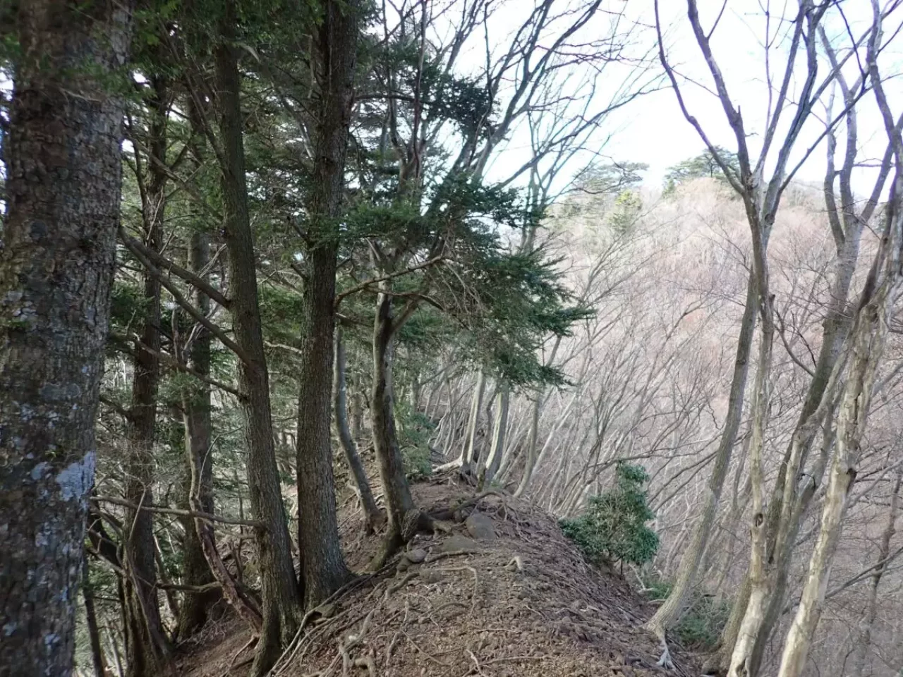 大山三峰山 登山 登山道