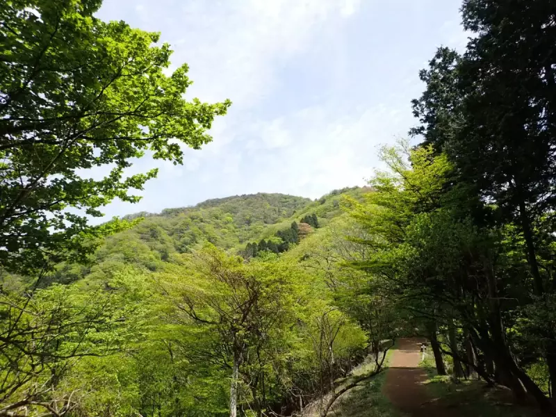 低山 関東 おすすめ 登山 登山道