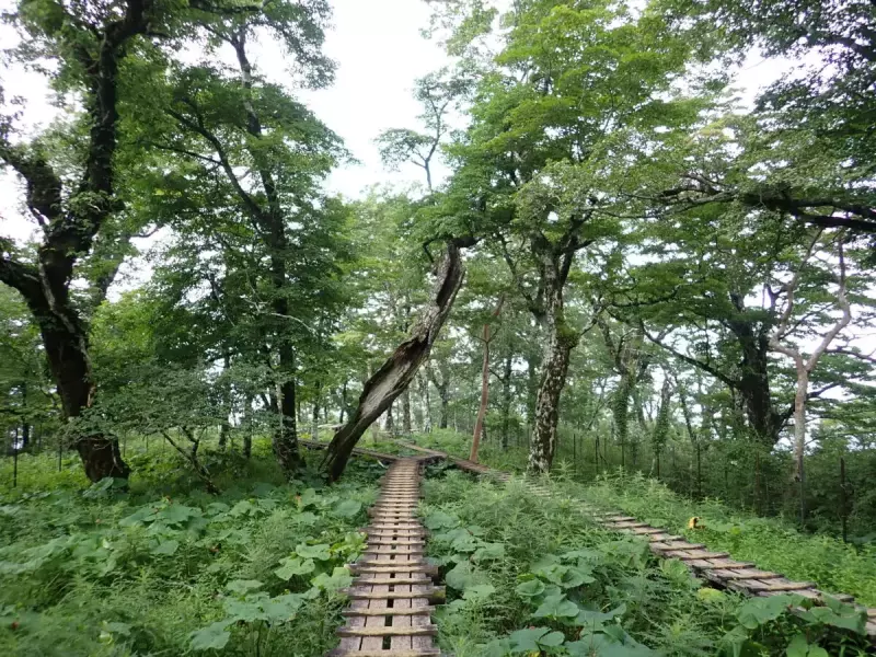 丹沢 登山 檜洞丸 登山道