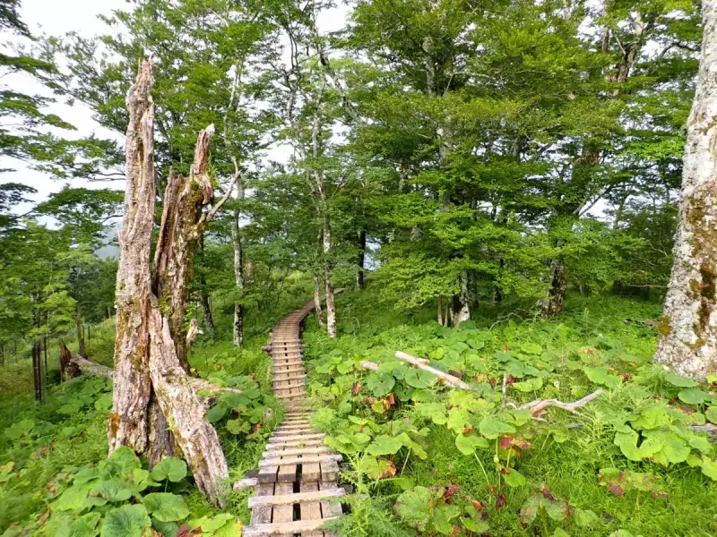 丹沢 登山 檜洞丸 登山道