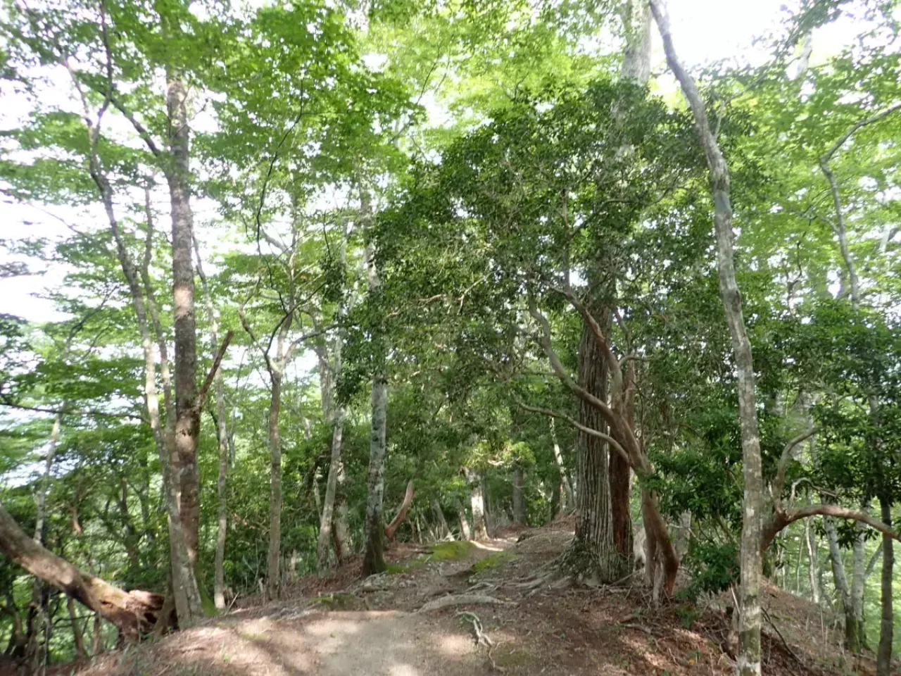 丹沢 登山 檜洞丸 登山道 ツツジ新道