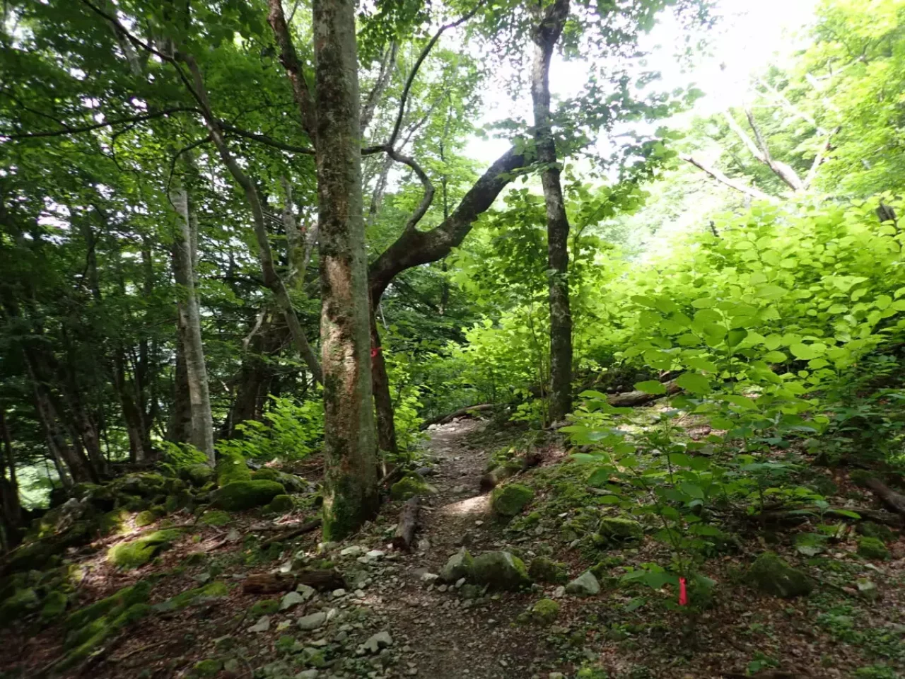 丹沢 登山 檜洞丸 登山道