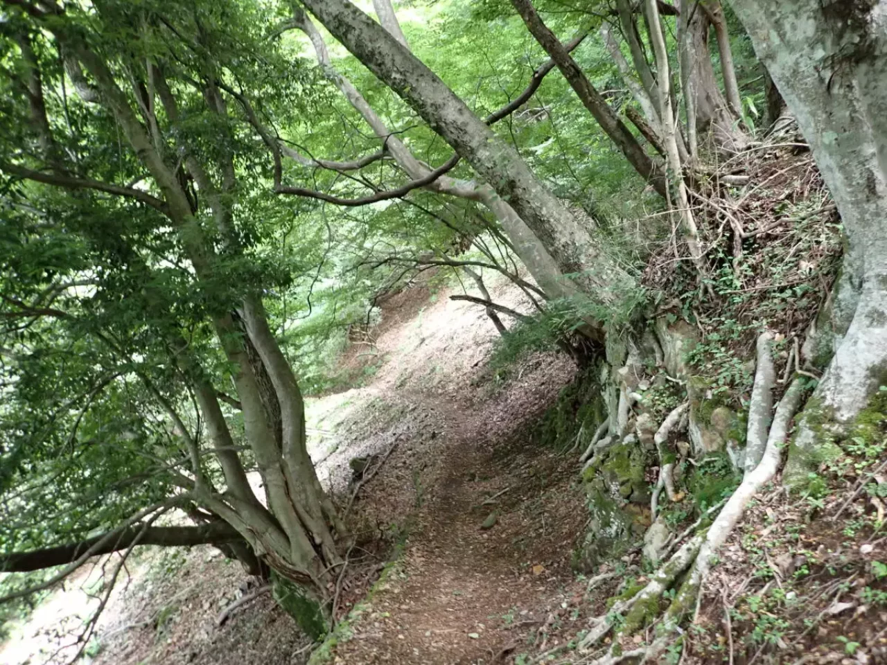 丹沢 登山 檜洞丸 登山道