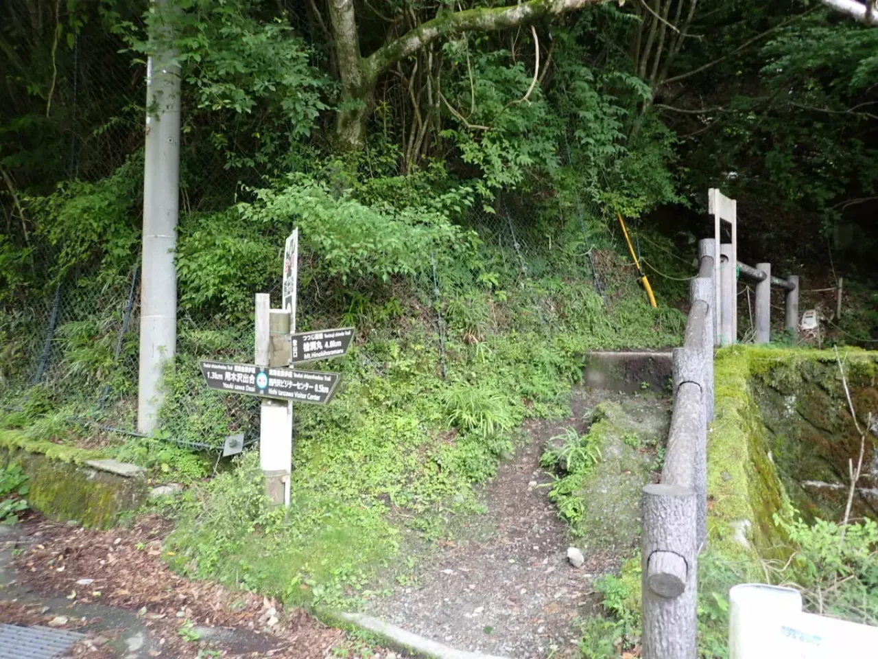 丹沢 登山 檜洞丸 ツツジ新道