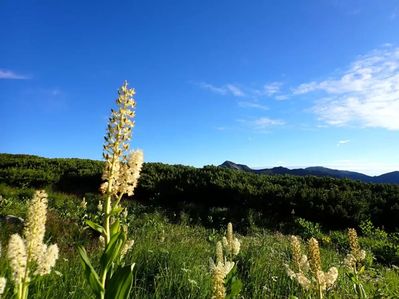双六岳 登山 コバイケイソウ 植物 花の百名山
