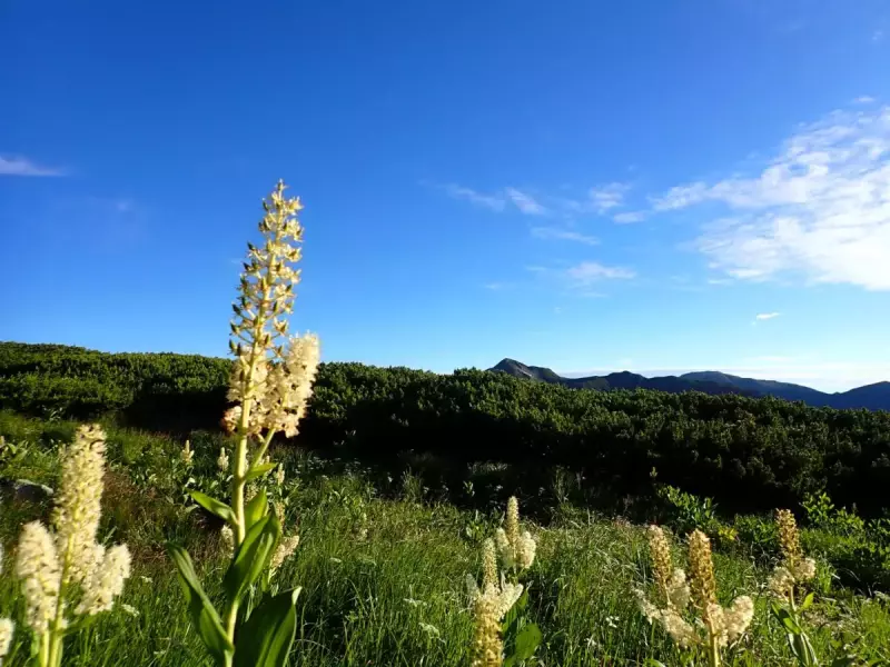 双六岳 登山 コバイケイソウ 植物 花の百名山