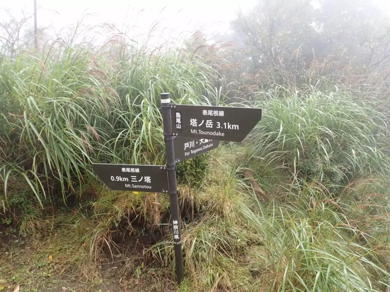 烏尾山 登山 登山道
