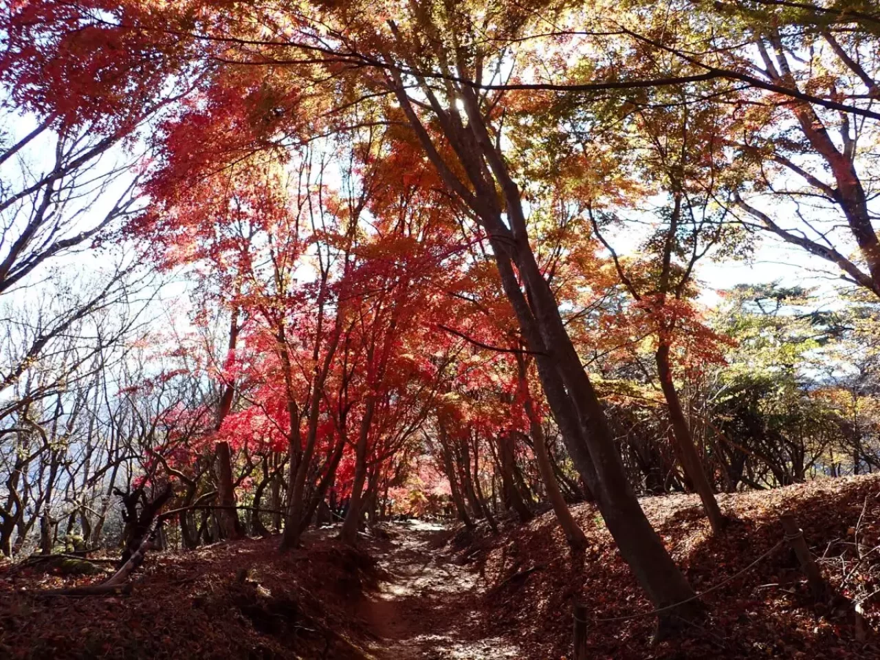 関東百名山 神奈川 大倉尾根