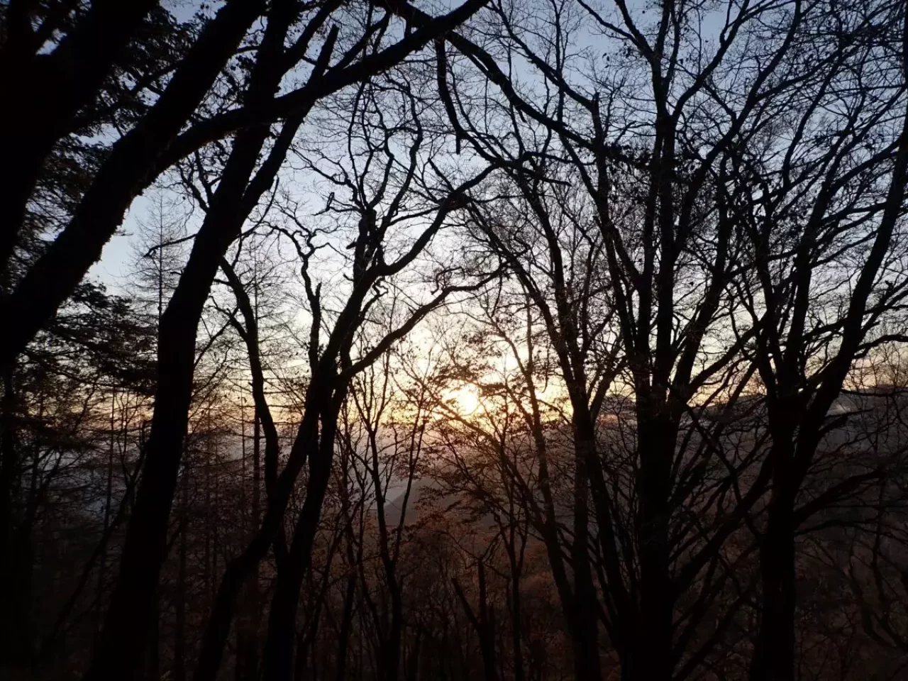 鳳凰三山 南アルプス 登山 薬師岳 樹林帯 登山道