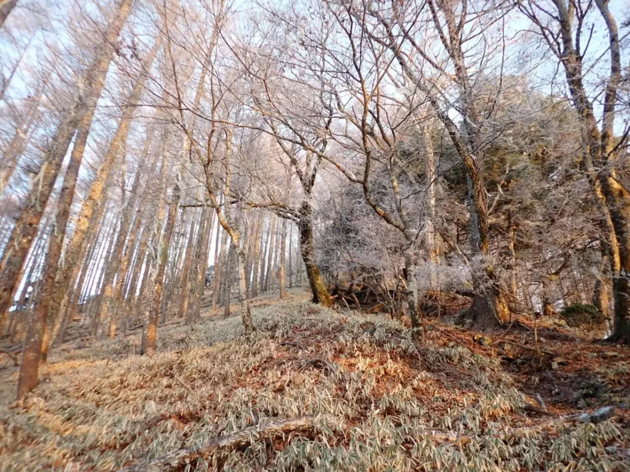 鳳凰三山 南アルプス 登山 観音岳 登山道