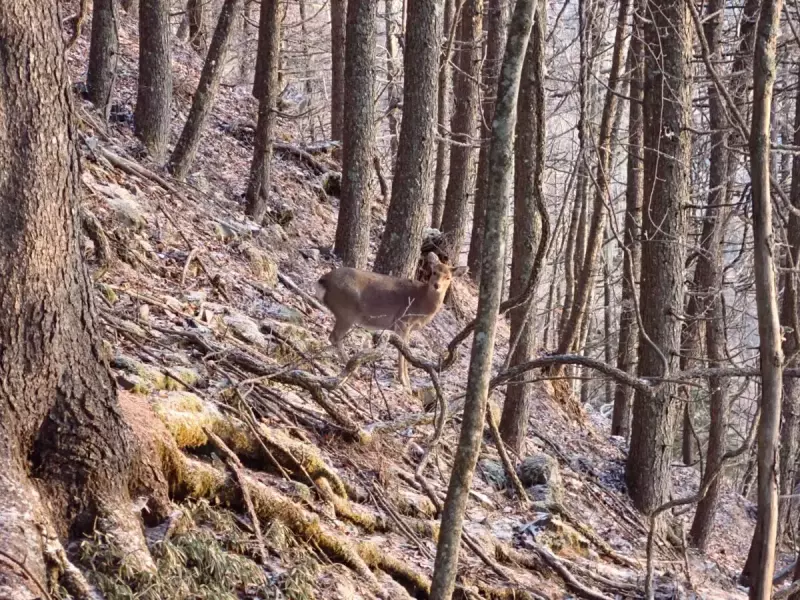 鳳凰三山 南アルプス 登山 登山道
