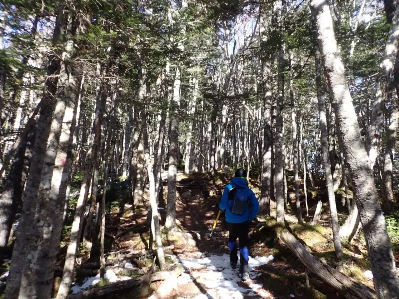 鳳凰三山 南アルプス 登山 観音岳 登山道