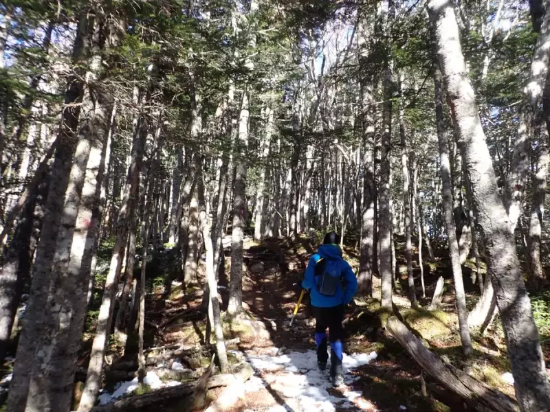 鳳凰三山 南アルプス 登山 観音岳  登山道