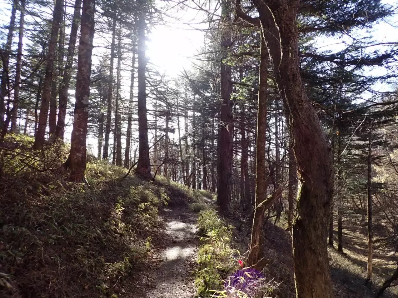 鳳凰三山 南アルプス 登山 登山道