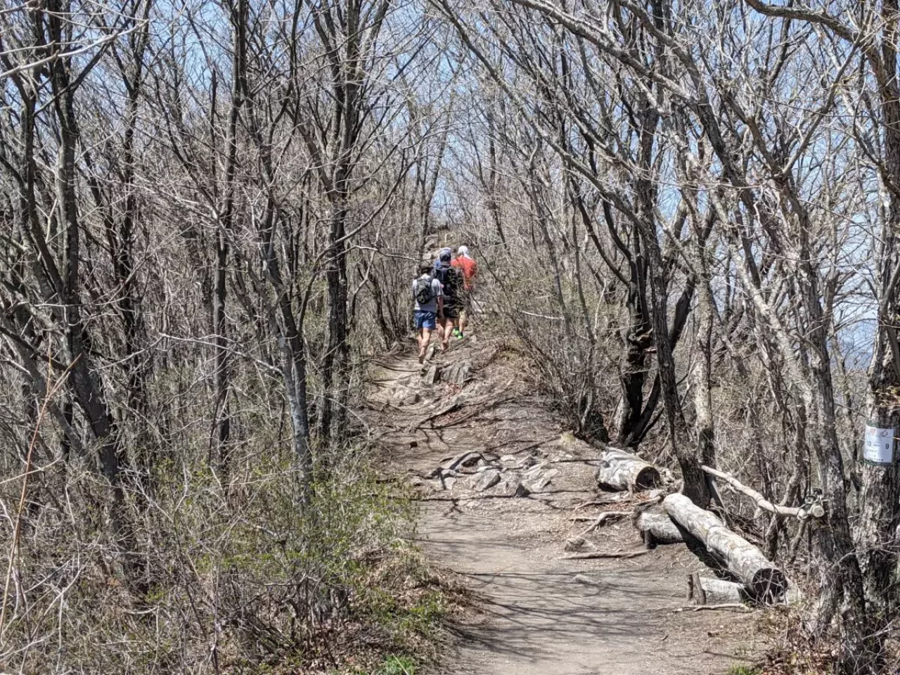 頂上に約1時半で到着できる