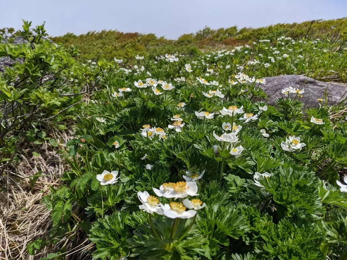 【日帰り登山】焼石岳のおすすめ登山コースの難易度