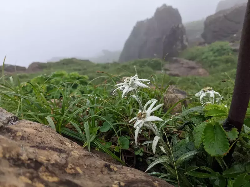 【日帰り登山】早池峰山のおすすめ登山コースの難易度|ルート紹介から探す|登山・トレラン・山スキーマガジン「山旅旅」