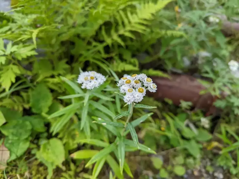 北岳の高山植物