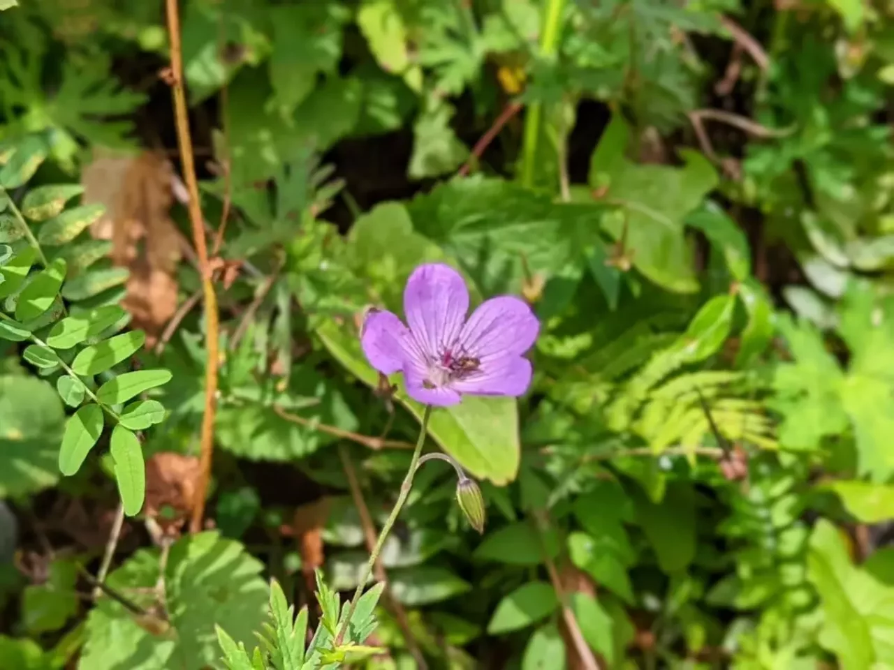 北岳の高山植物