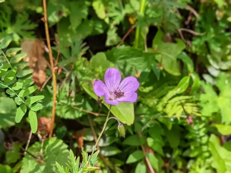北岳の高山植物