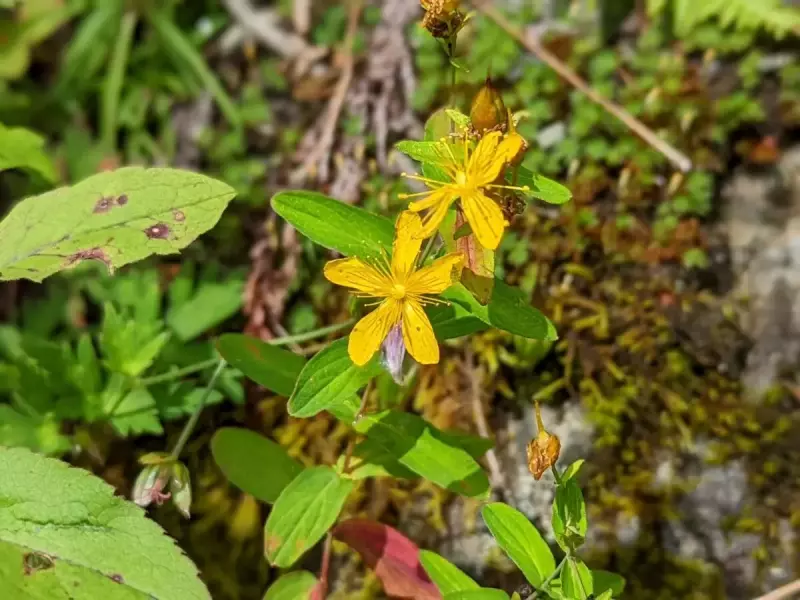 北岳の高山植物