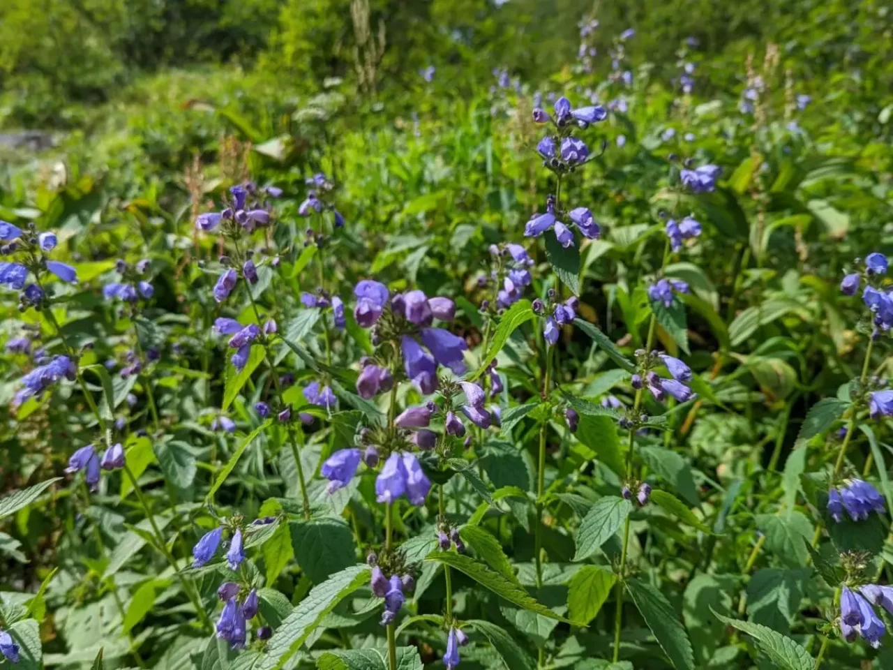北岳の高山植物