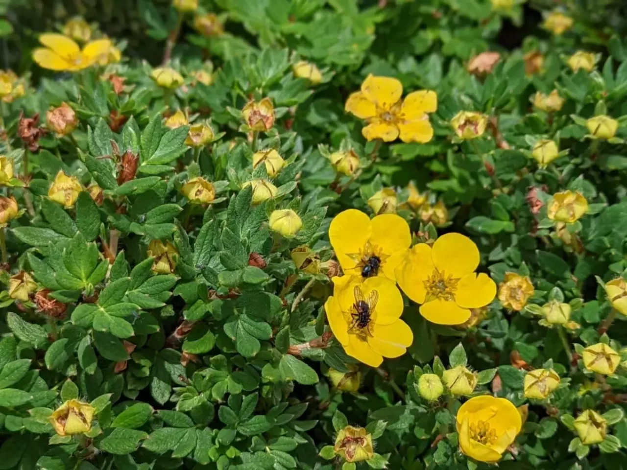 北岳の高山植物