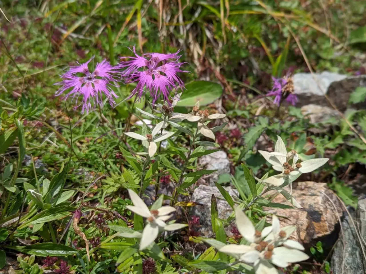 北岳の高山植物