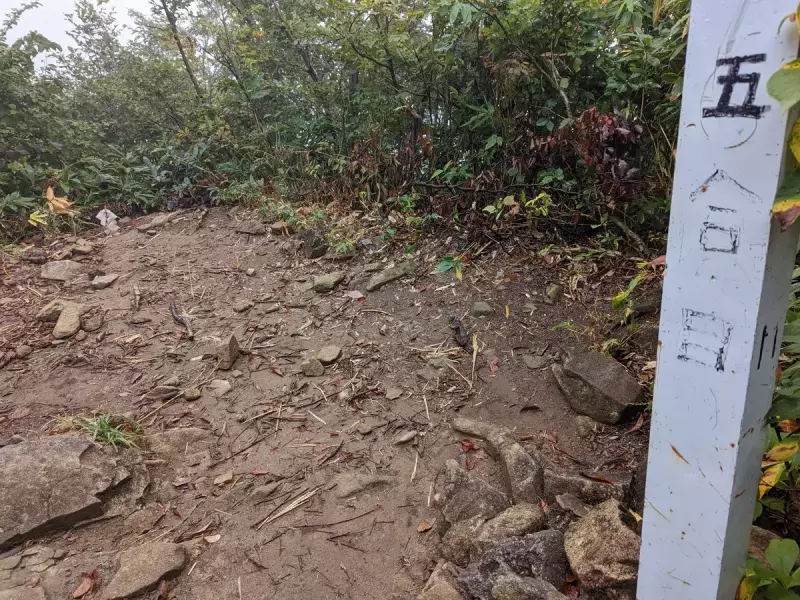 5合目に当たる標高1100m 付近まで来ると植生が変わる
