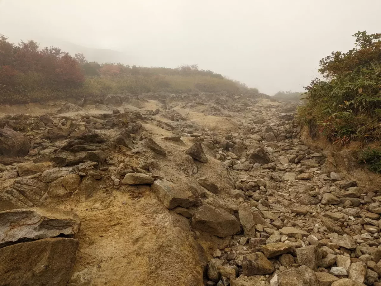 1550m付近に到達すると森林限界