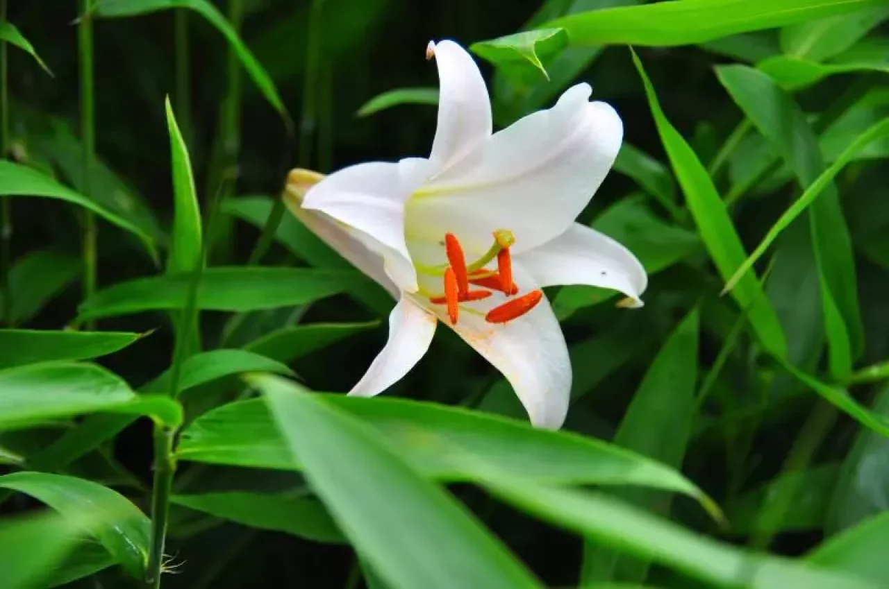 皿ヶ嶺のササユリ