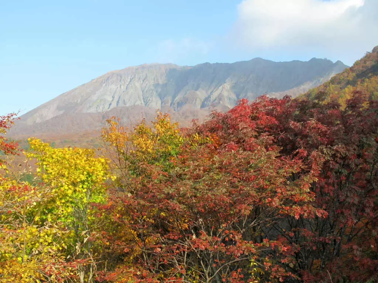 大山の紅葉