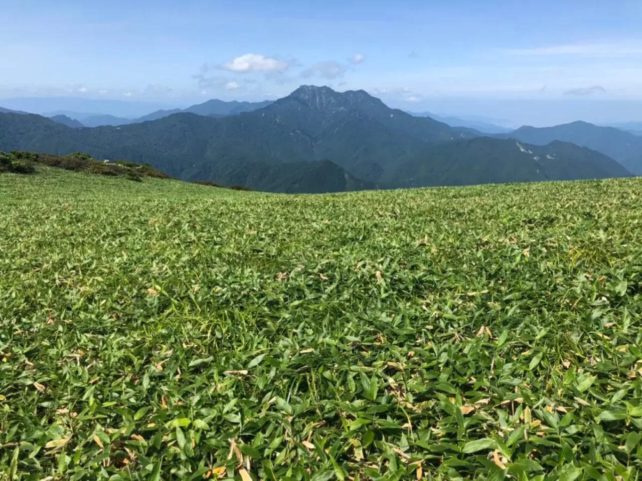 瓶ヶ森の笹原と石鎚山