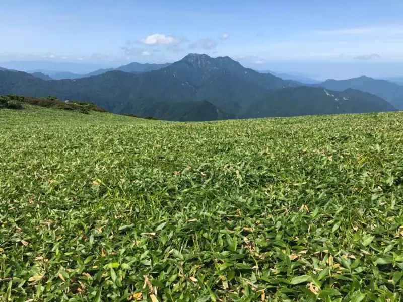瓶ヶ森の笹原と石鎚山