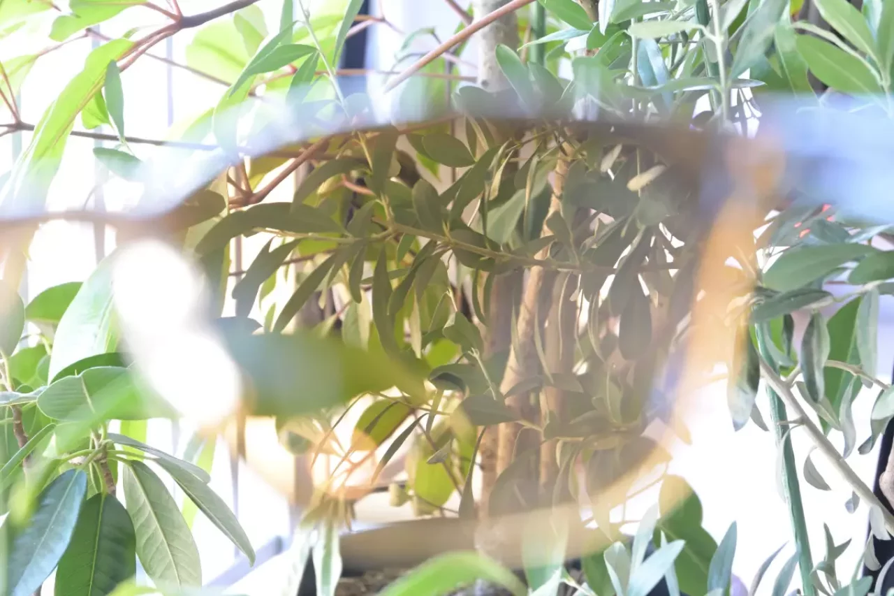 スワンズの偏光レンズ 見え方