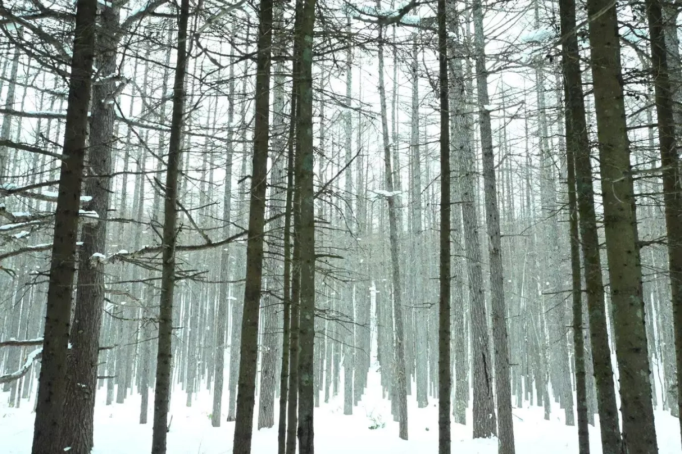雪山の景色を楽しむカメラ登山−湯ノ丸山編