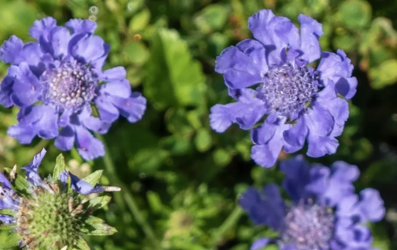 茶臼岳(南アルプス)山頂付近の高山植物