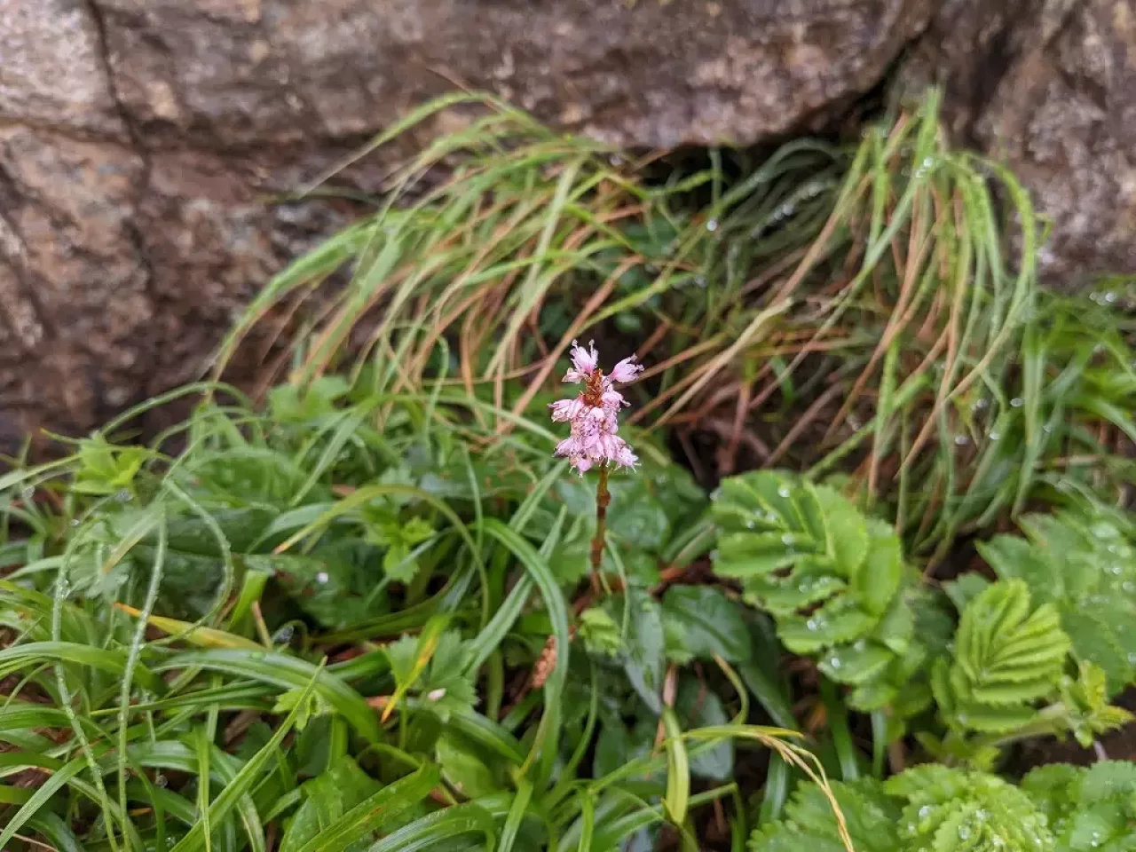 早池峰山 ナンブトラノオ