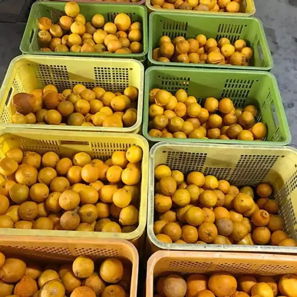 FROM FARM 和歌山の果物