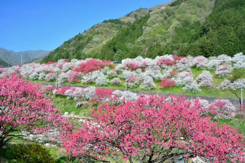 【網掛山】難易度別コースで楽しむ昼神温泉の山歩(さんぽ)&登山♨阿智セブンサミット|ルート紹介から探す|登山・トレラン・山スキーマガジン「山旅旅」
