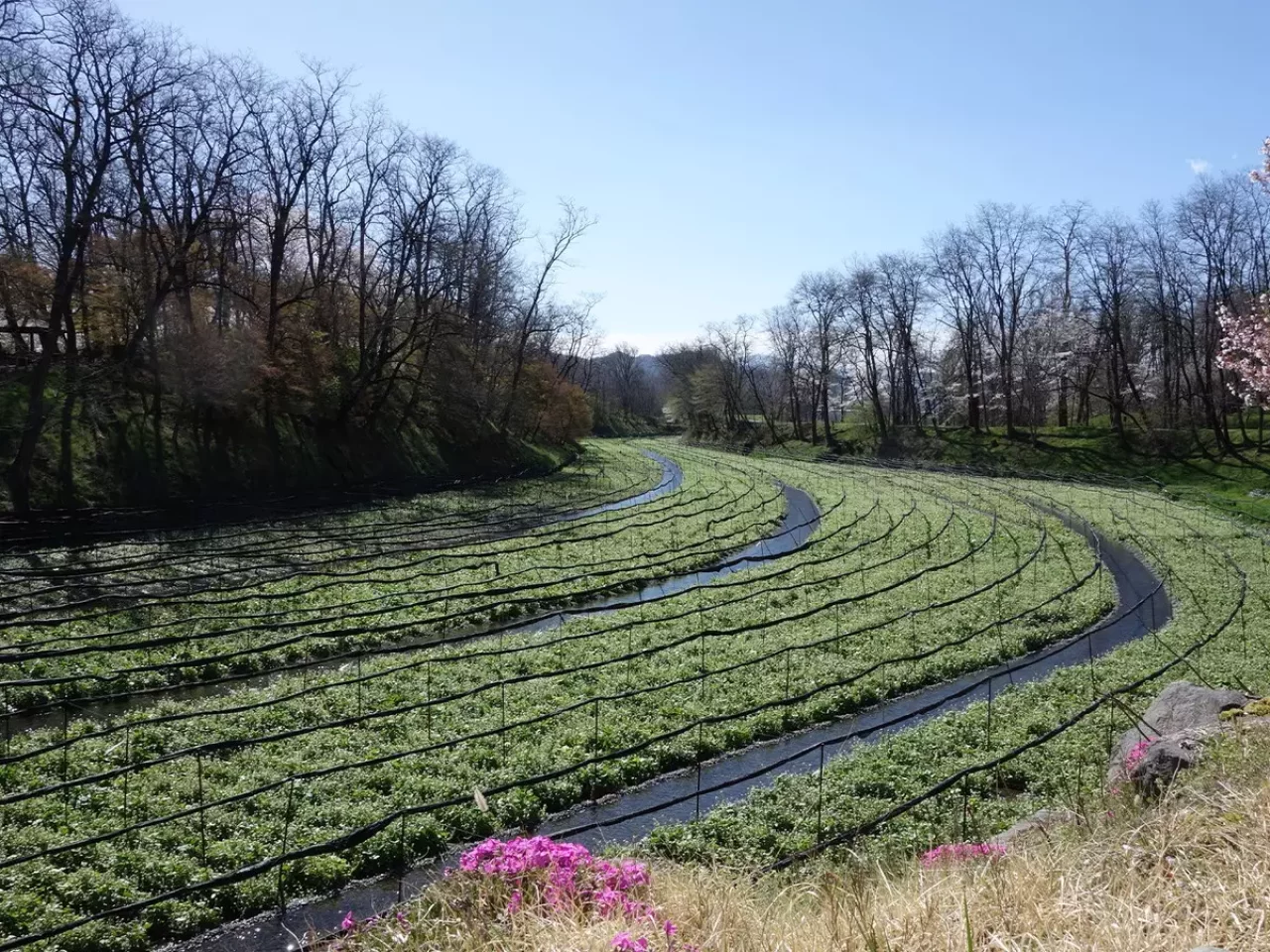 大王わさび農場