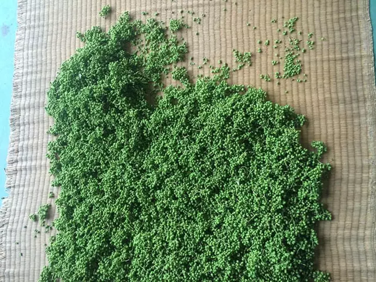 FROM FARM 和歌山の山椒