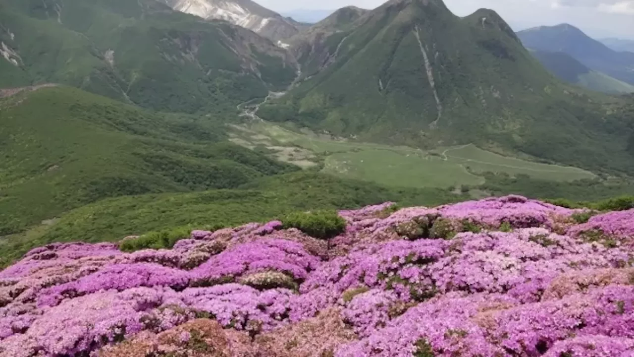 大船山登山北大船山山頂のミヤマキリシマ