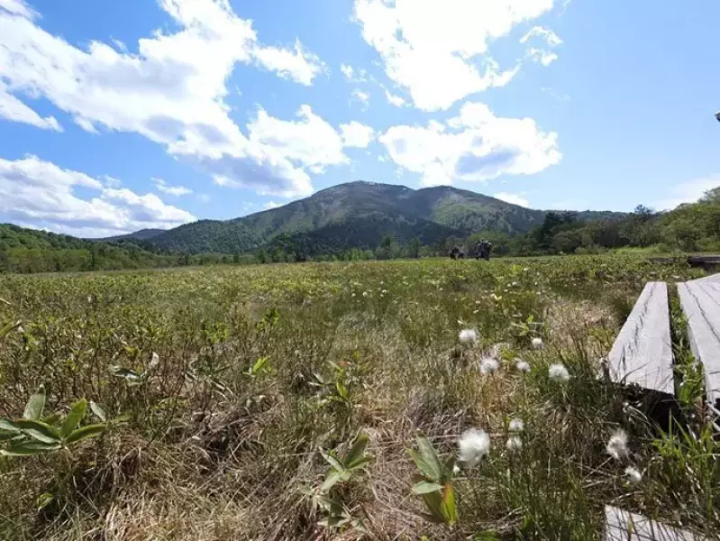 尾瀬ヶ原 ワタスゲ