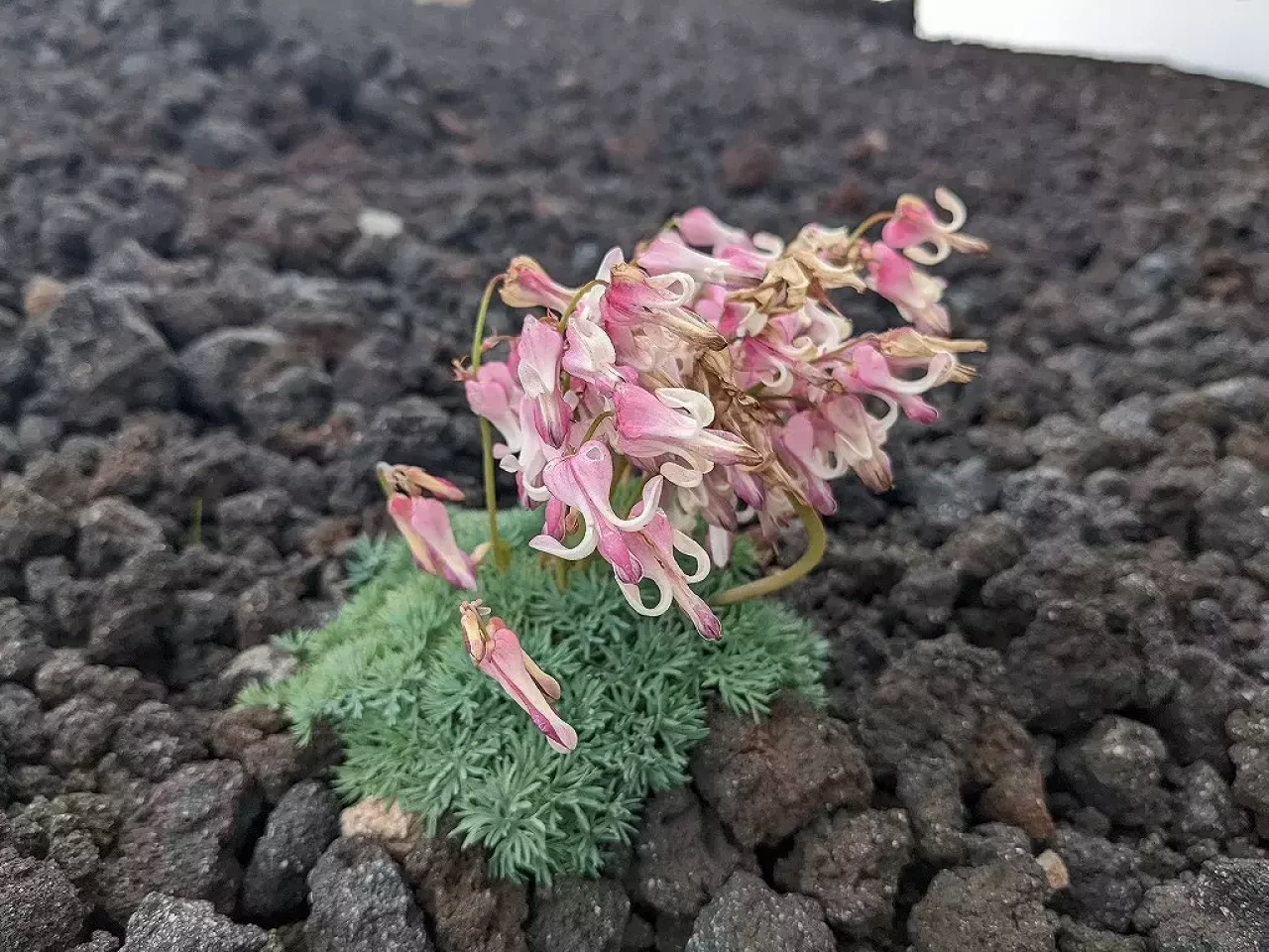 岩手山に咲くコマクサ