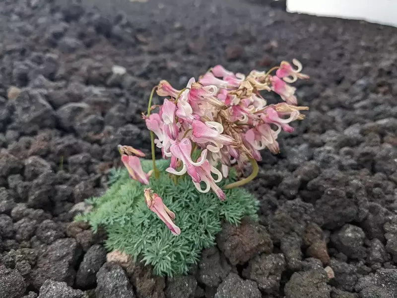 岩手山に咲くコマクサ