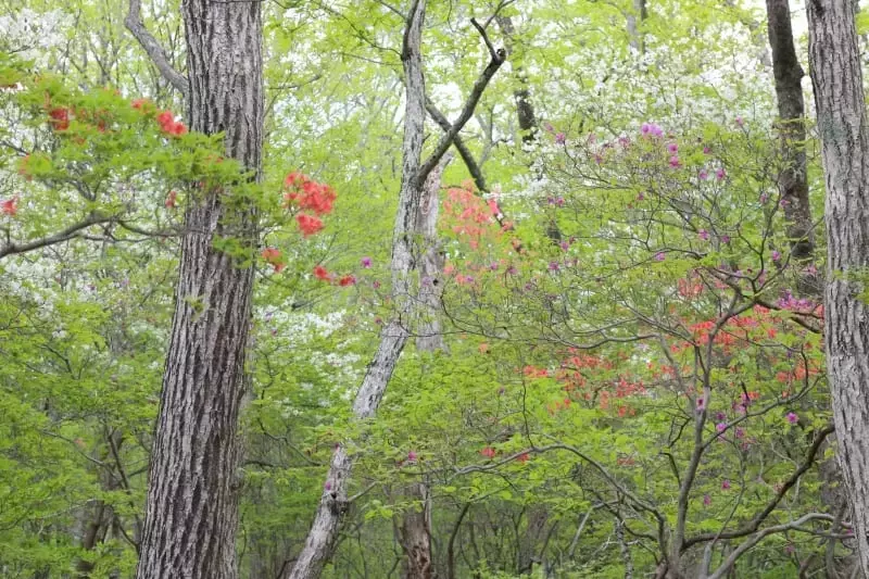 【日帰り登山】高原山/釈迦ヶ岳はツツジの楽園だった|難易度別ルート&登山口アクセス情報|ルート紹介から探す|登山・トレラン・山スキーマガジン「山旅旅」