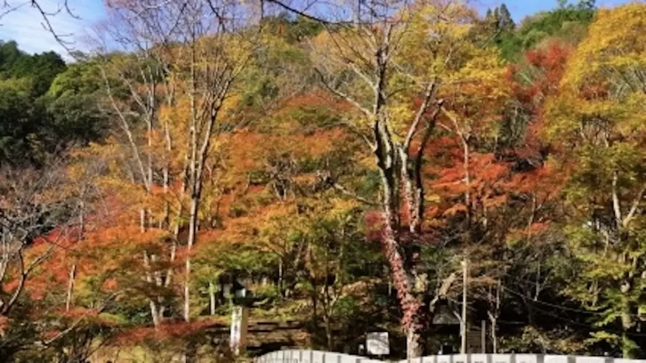 愛宕山 登山 清滝