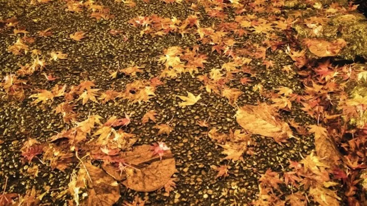 六甲山 登山 紅葉 落ち葉