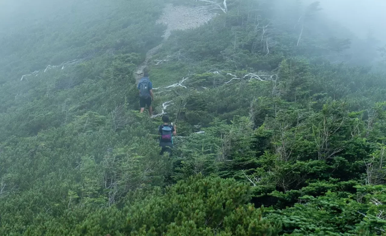 畑薙山からハイマツをかき分けて登山する様子